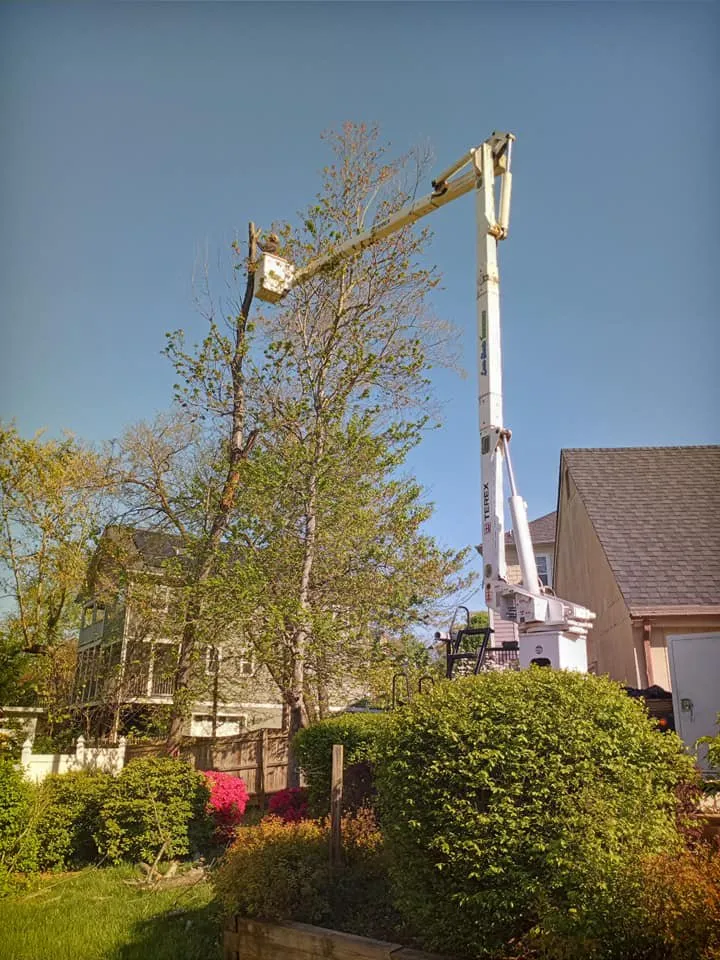 Local residential landscaping in Stuarts Draft, VA by Lawn Sharks Landscaping