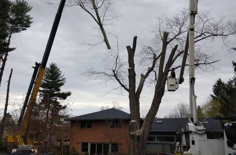 Expert lawn mowing service experts serving Stuarts Draft, VA - Lawn Sharks Landscaping