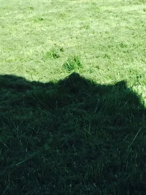 Lawn Sharks Lawn Maintenance Logo