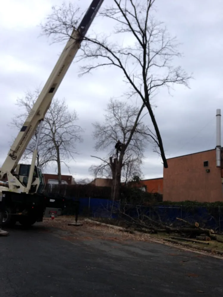 Professional landscape installation near you in Alexandria, VA by Lawn Solutions