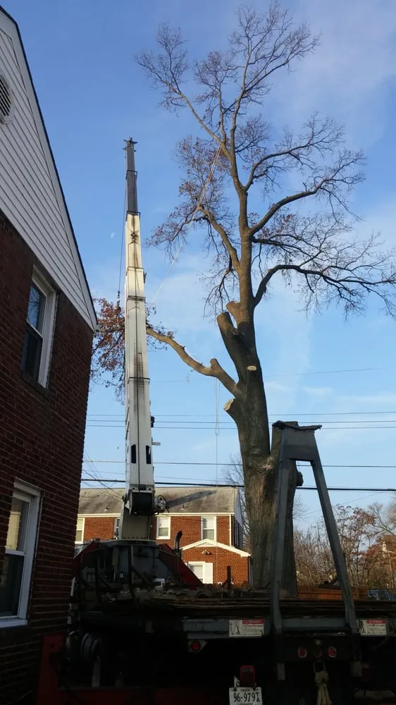 Expert yard maintenance for outdoor upgrades across Alexandria, VA - Lawn Solutions