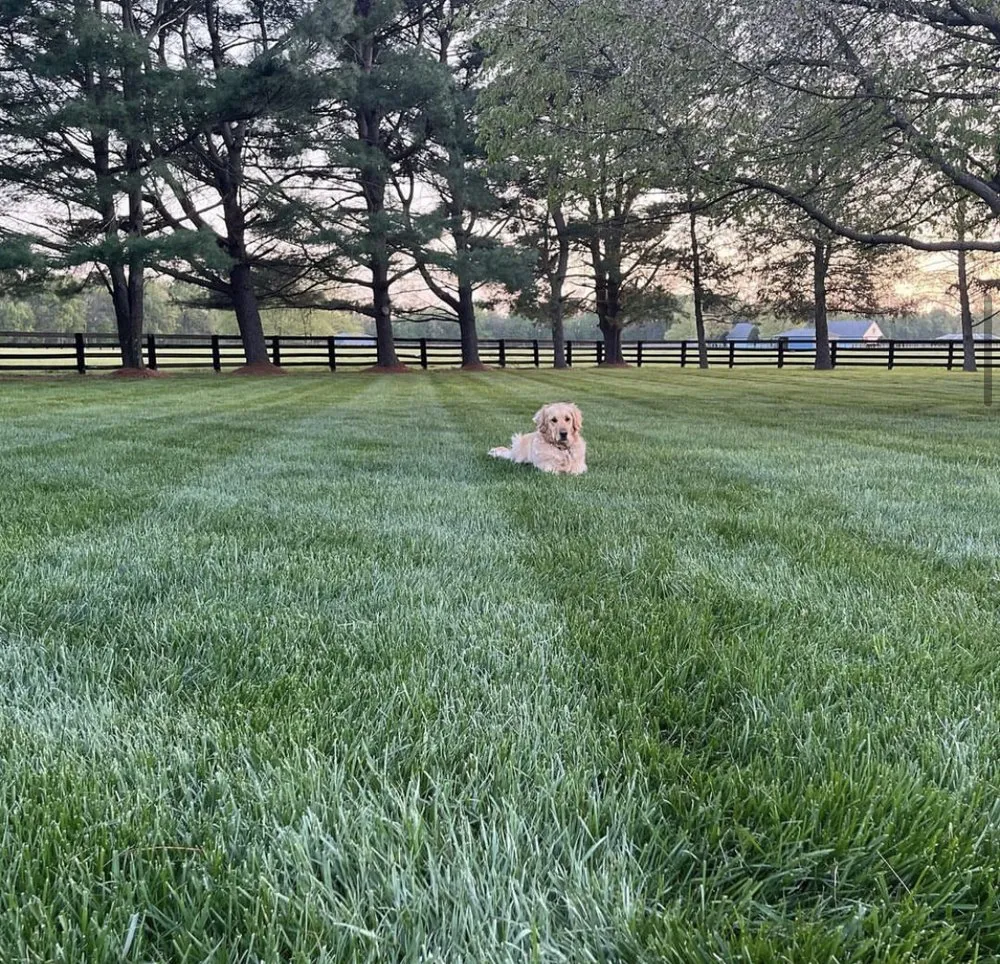 Top-rated outdoor landscaping with custom design in Bear, DE by Lawn Solutions