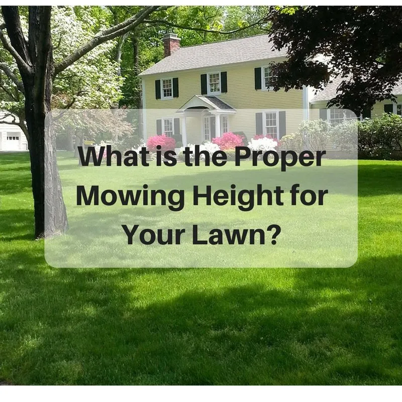 Affordable yard cleanup service in Cos Cob, CT by Lawn Solutions