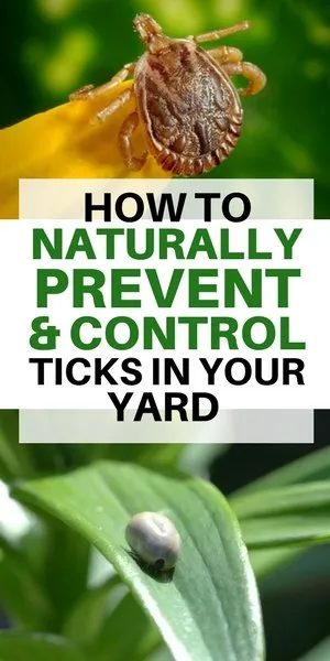 Affordable yard cleanup service for beautiful yards across Cos Cob, CT - Lawn Solutions