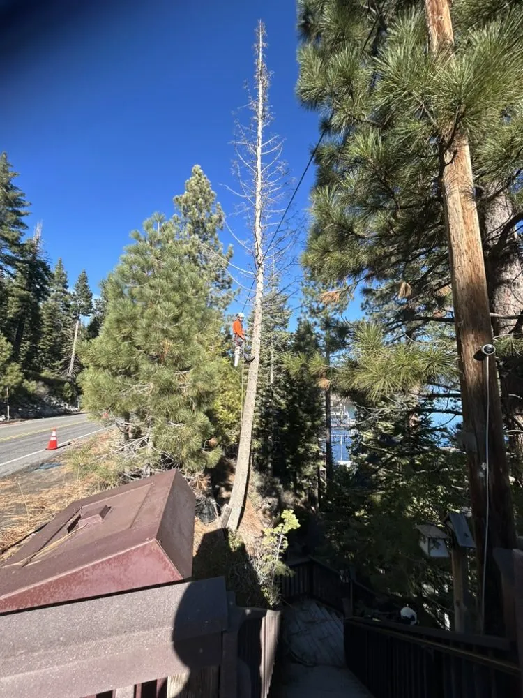 Expert landscape design in Reno, NV by Lawn Solutions