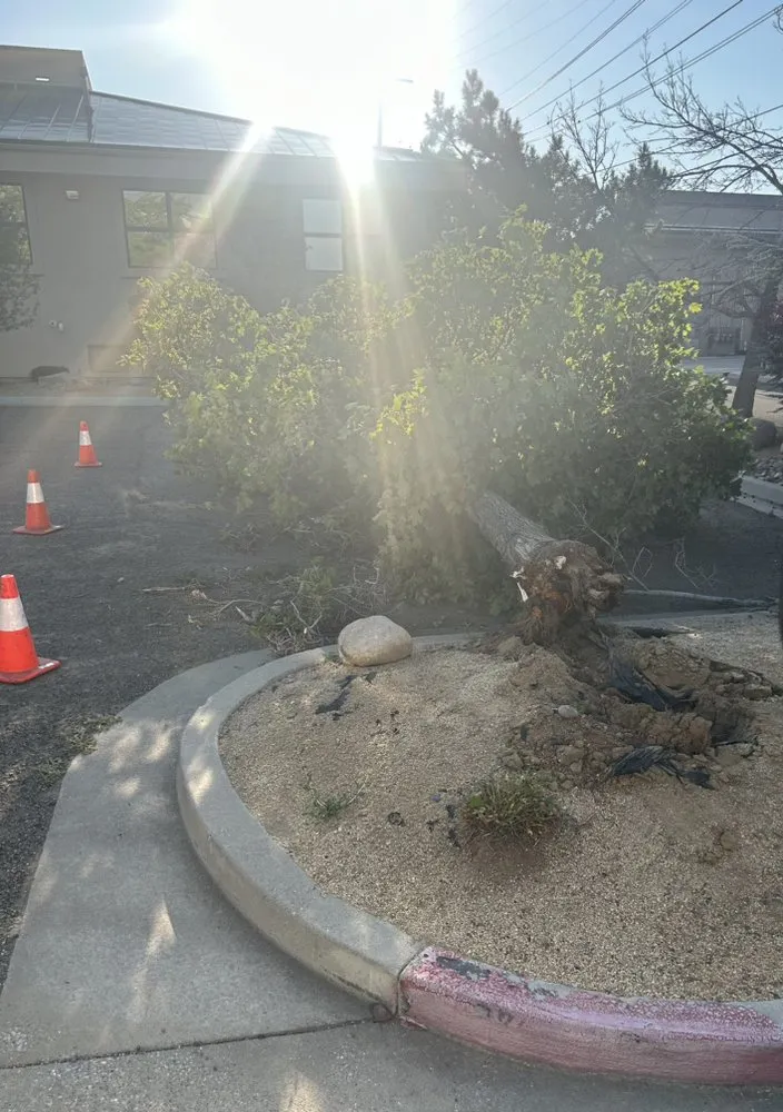 Affordable outdoor landscaping for residential properties across Reno, NV - Lawn Solutions