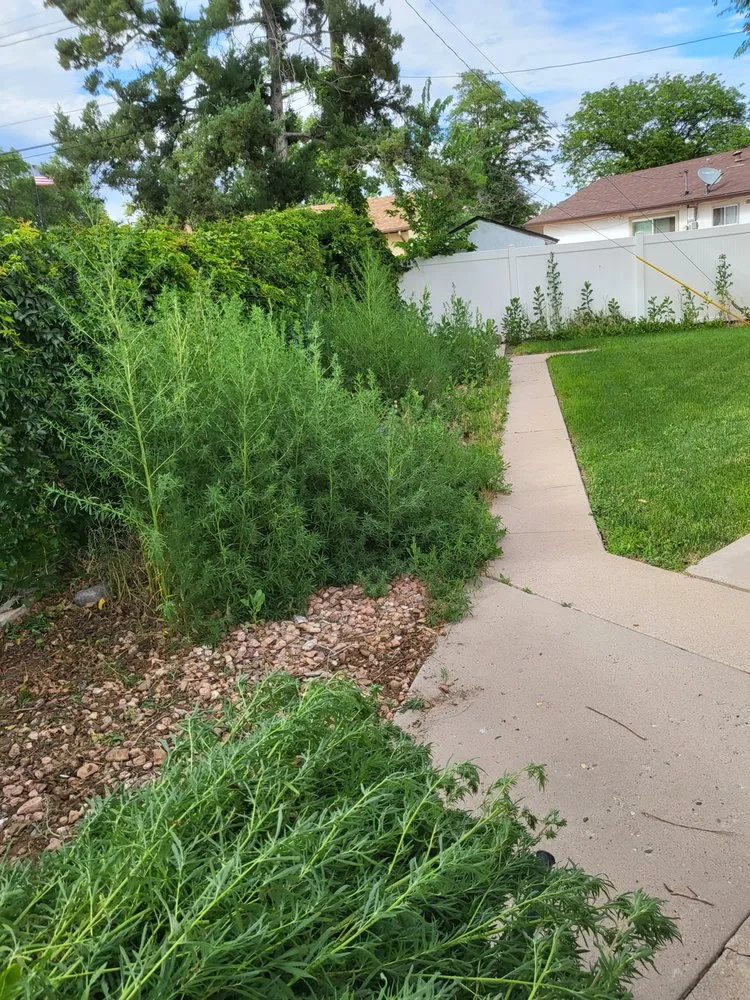 Expert lawn care service in Pueblo, CO - Lawn Specialist