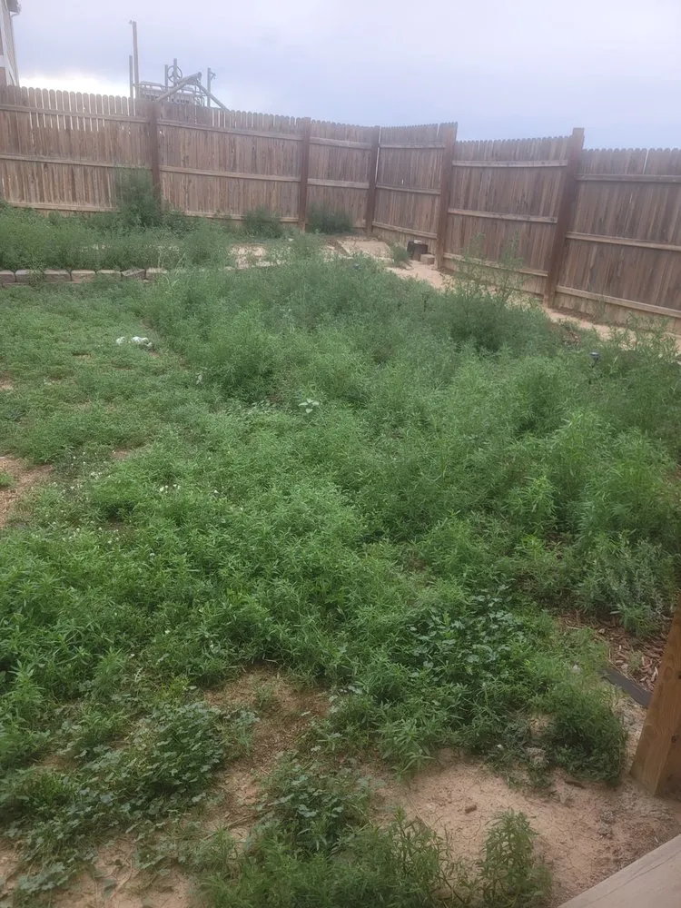 Affordable lawn mowing service in Pueblo, CO - Lawn Specialist