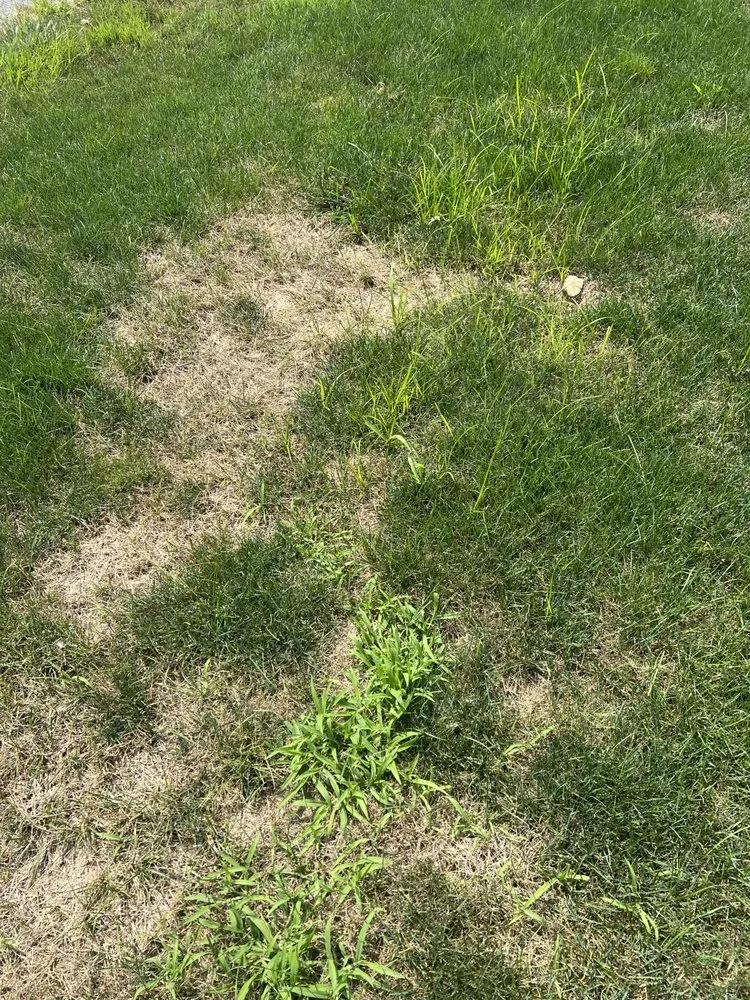 Affordable landscaping services experts serving Elyria, OH - Lawn Squad - Cleveland