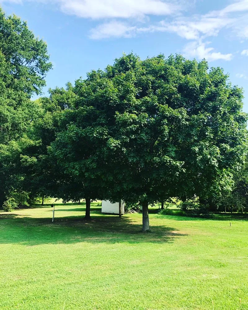 Professional landscape design in Advance, NC by Lawn Surgeon