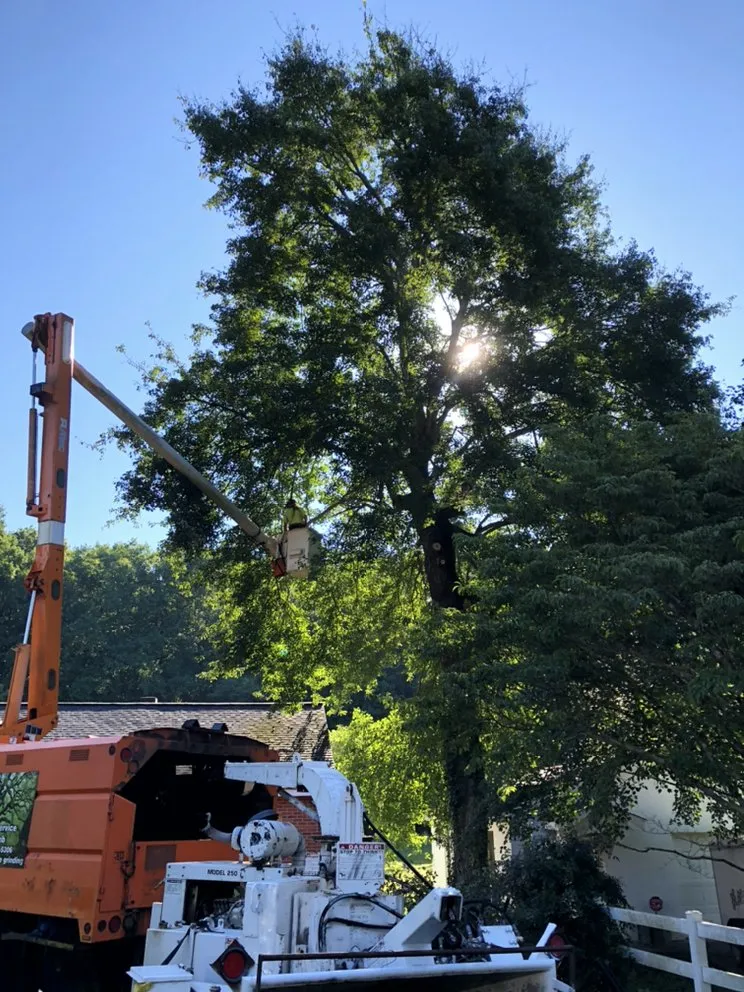 Top-rated residential landscaping for beautiful yards in Advance, NC by Lawn Surgeon