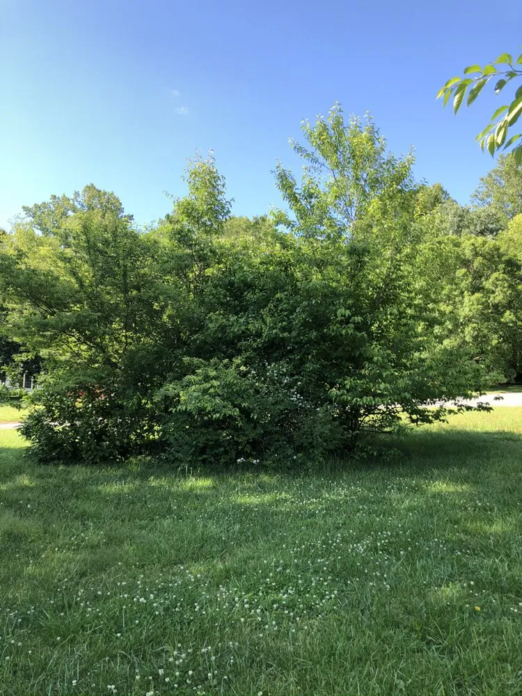 Top-rated residential landscaping experts serving Advance, NC - Lawn Surgeon