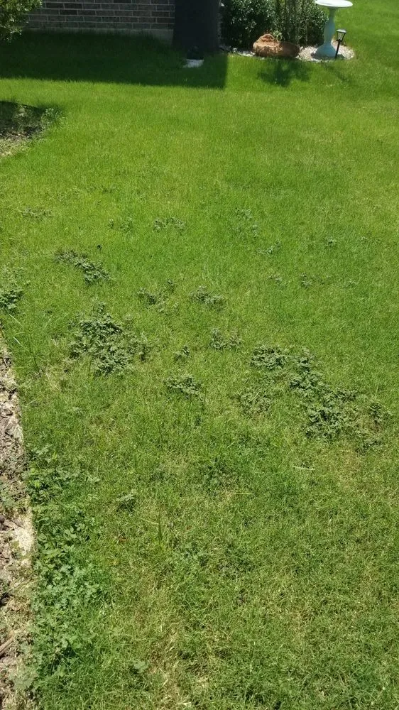 Trusted landscaping services experts serving Cleburne, TX - Lawn Tech