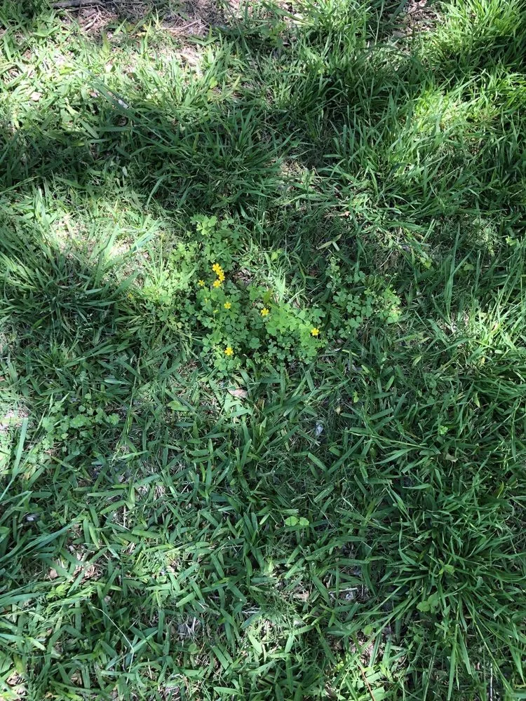 Local landscape design in Plano, TX by Lawn Tech