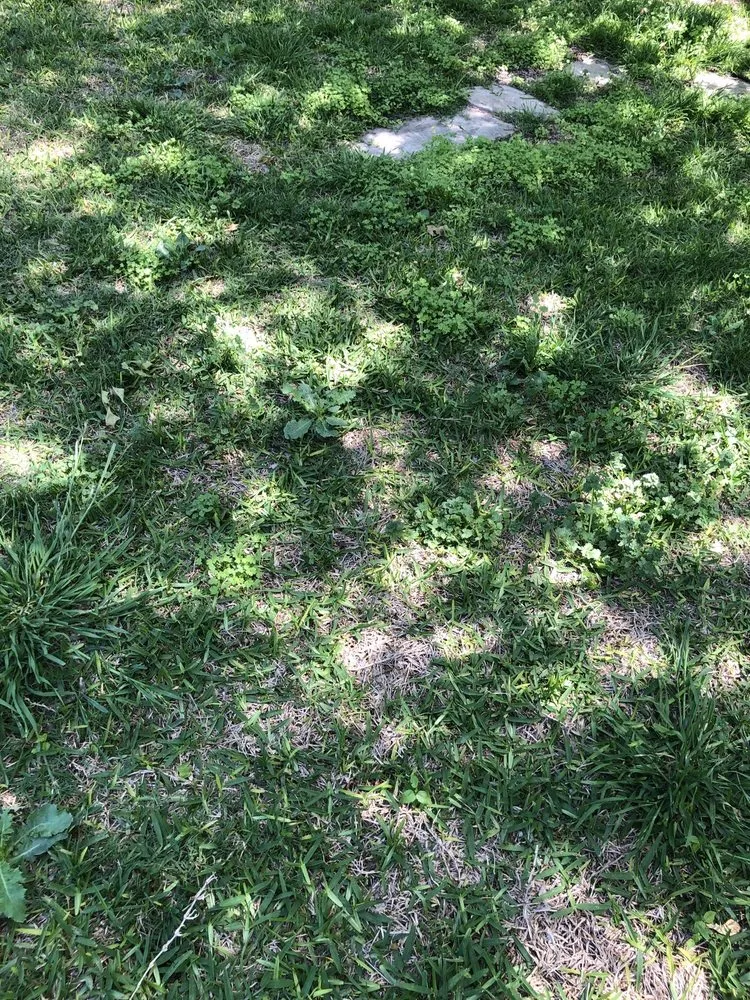 Custom lawn care service for year-round maintenance in Plano, TX by Lawn Tech