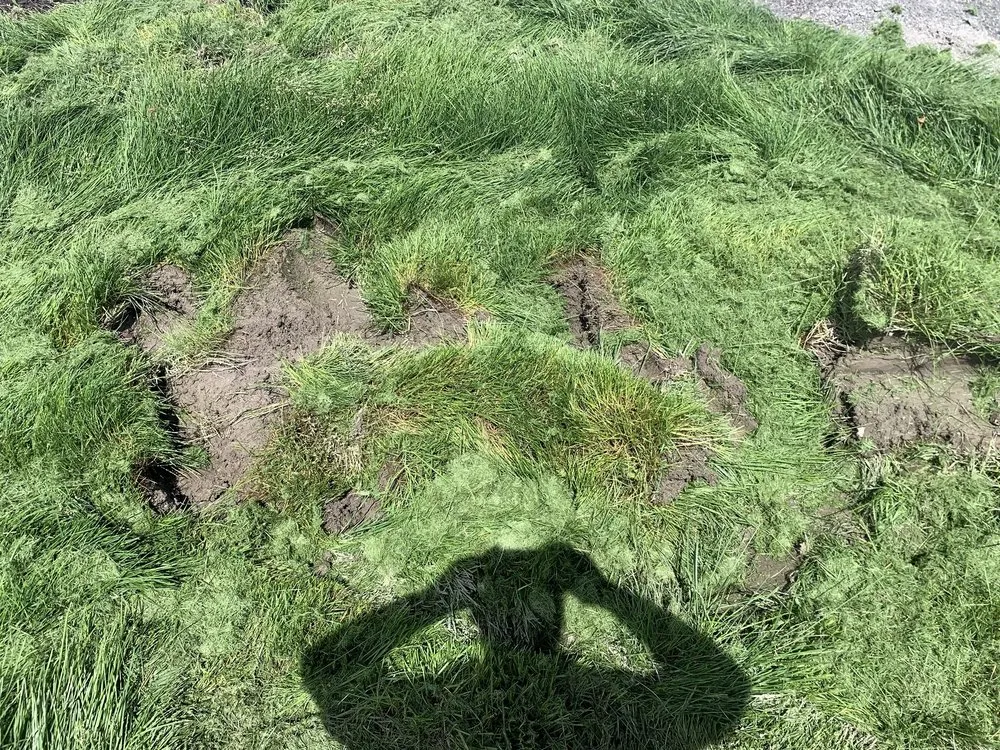 Trusted yard cleanup service in American Fork, UT - Lawn Thumbs