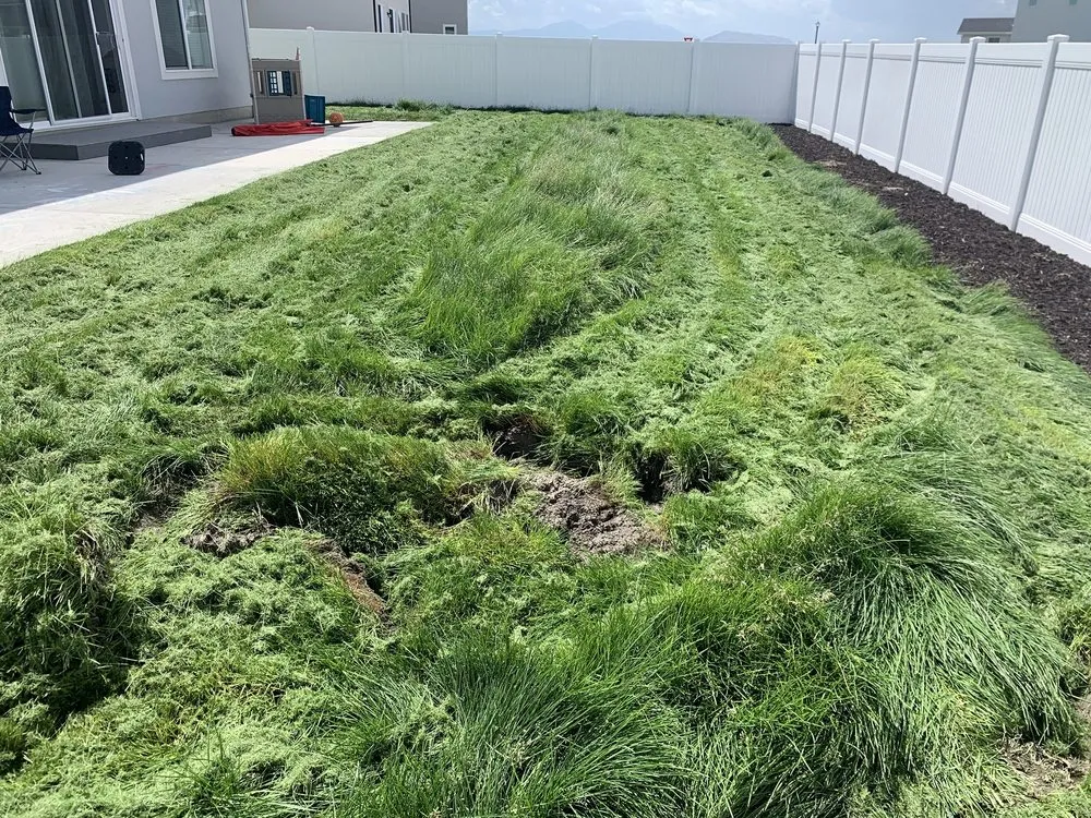 Expert yard cleanup service in American Fork, UT by Lawn Thumbs