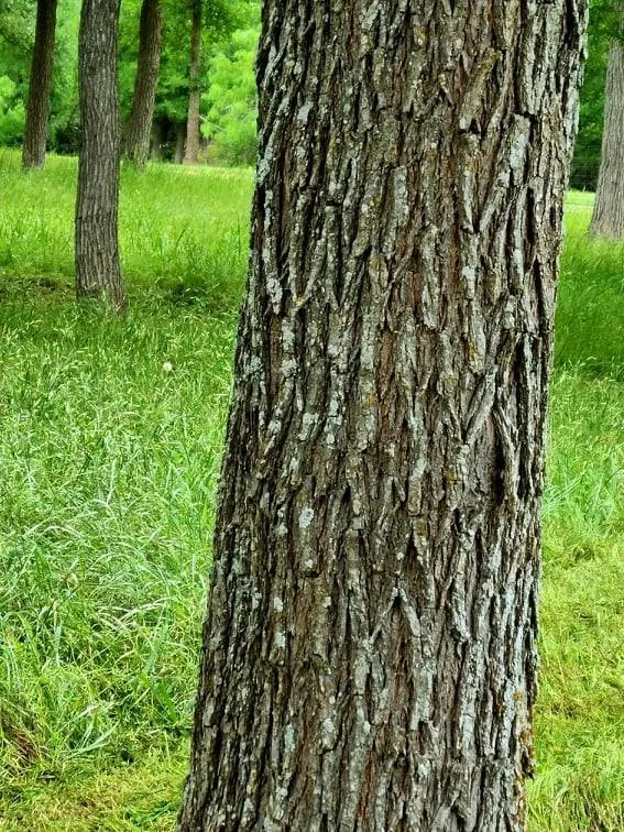 Trusted outdoor landscaping with custom design in Austin, TX by Lawn Tom Services