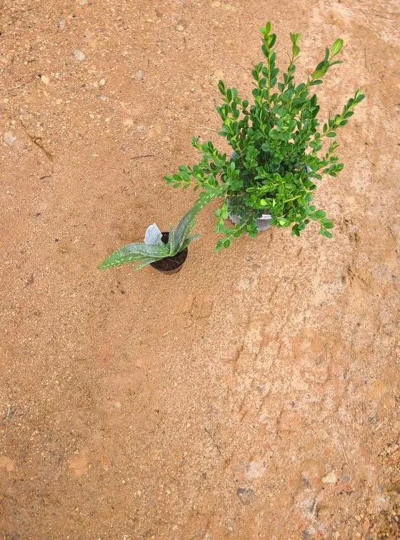 Reliable landscaping services experts serving Austin, TX - Lawn Tom Services