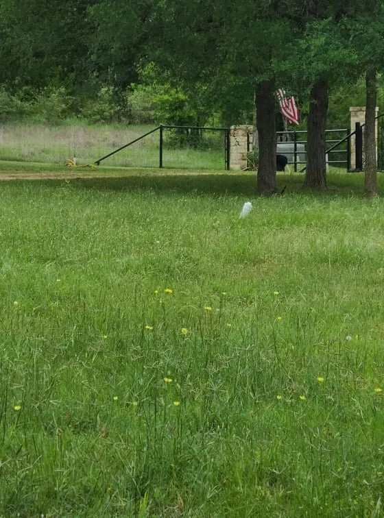 Affordable lawn care service in Austin, TX by Lawn Tom Services