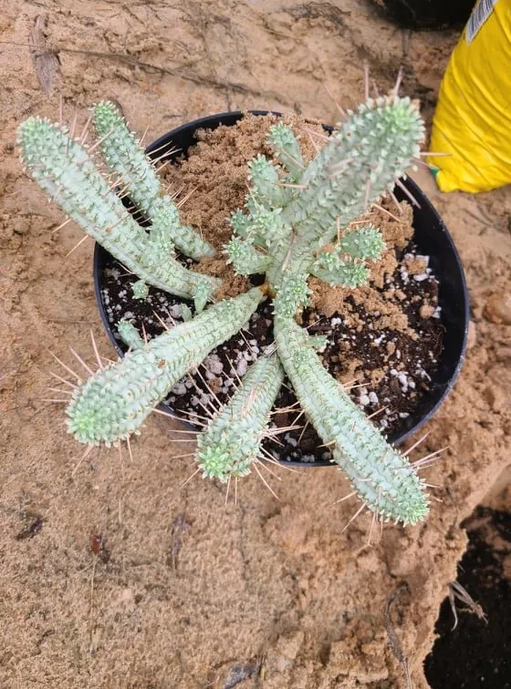 Expert lawn mowing service with custom design across Austin, TX - Lawn Tom Services