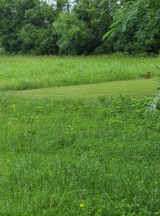 Professional lawn mowing service for beautiful yards in Austin, TX by Lawn Tom Services