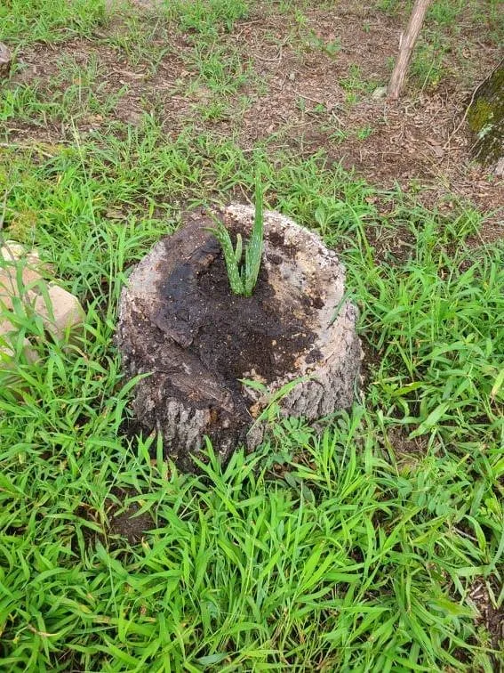 Top-rated yard cleanup service experts serving Austin, TX - Lawn Tom Services