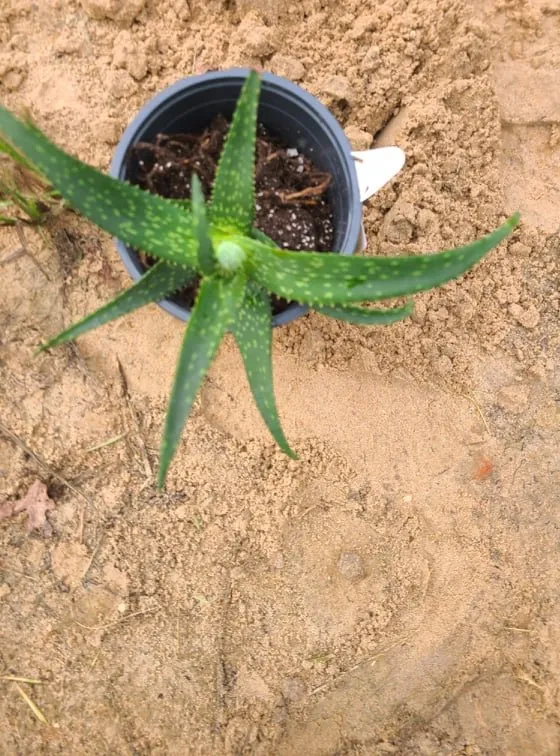 Professional lawn mowing service in Austin, TX - Lawn Tom Services