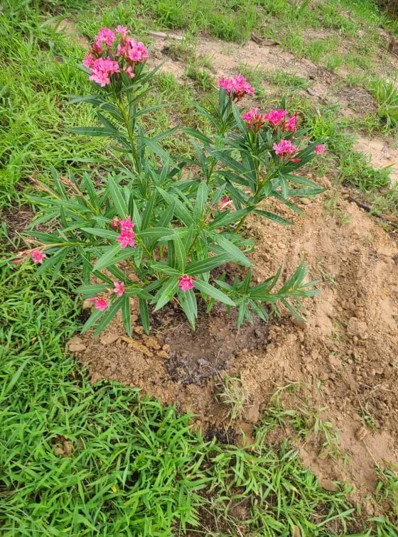 Expert garden landscaping near you in Austin, TX by Lawn Tom Services