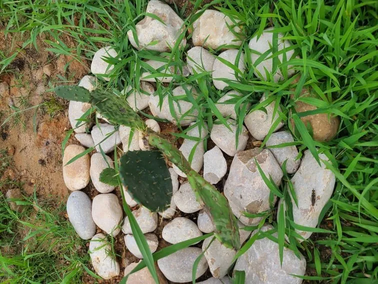 Professional lawn mowing service for beautiful yards across Austin, TX - Lawn Tom Services