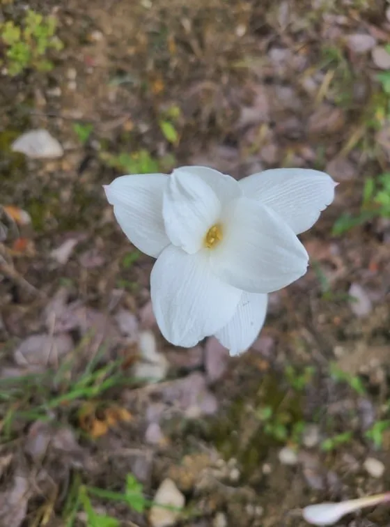 Expert lawn care service for homes across Austin, TX - Lawn Tom Services