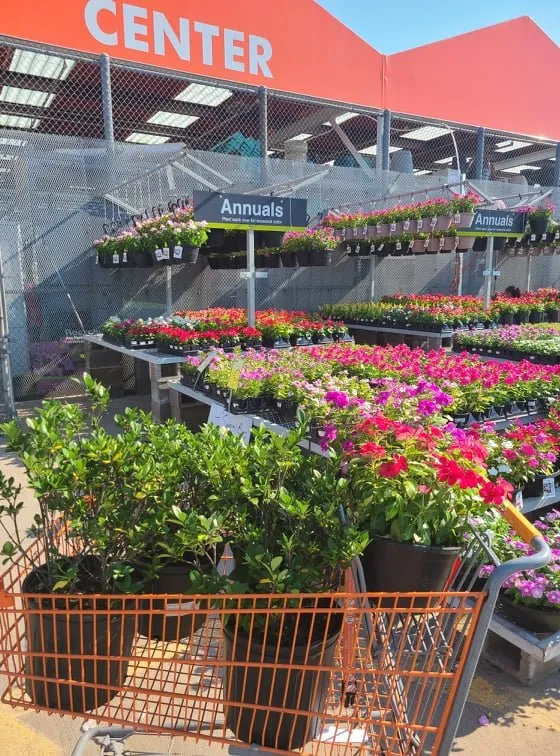 Expert landscaping services in Austin, TX by Lawn Tom Services