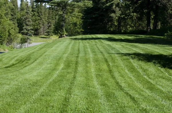 Lawn Vets