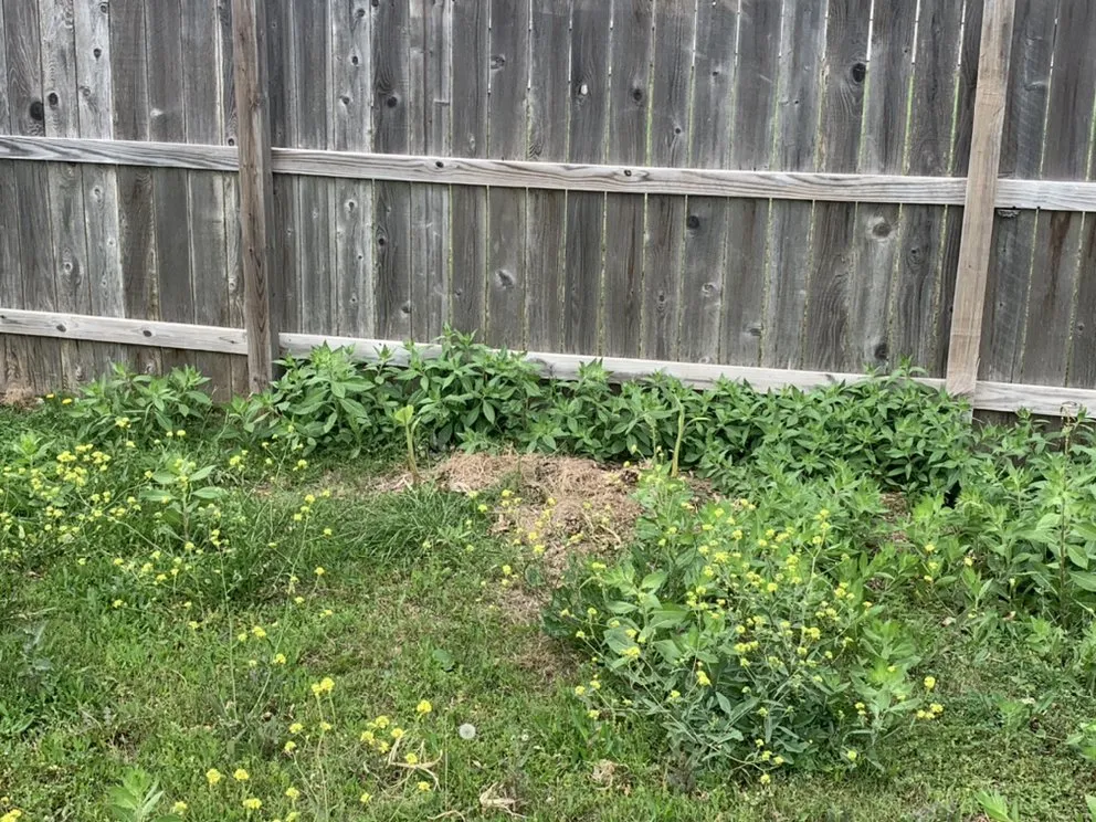 Professional residential landscaping experts serving Killeen, TX - Lawn Vision Care