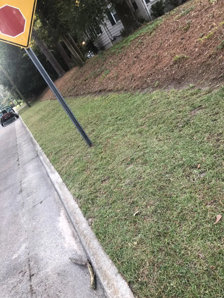 Custom landscape design in Rocky Mount, NC by Lawn Vision Services