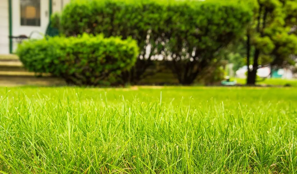 Custom yard cleanup service for beautiful yards in East Point, GA by Lawn Warriors