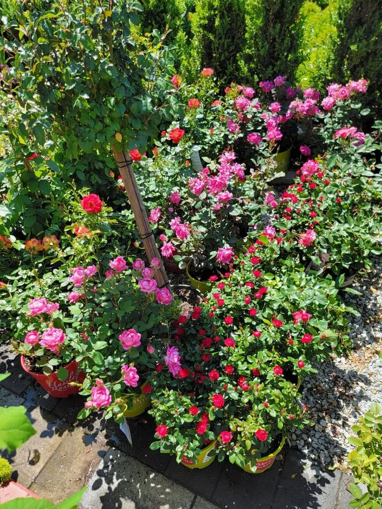 Trusted yard cleanup service experts serving Grosse Pointe, MI - Lawnade Lawn Care Service