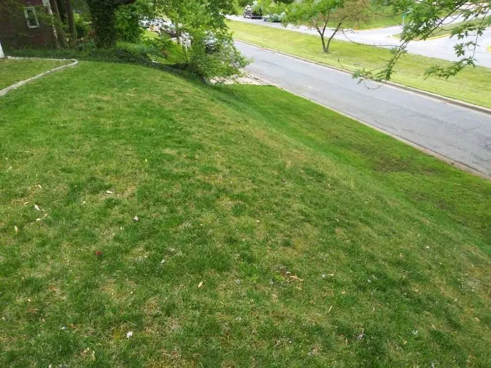 Custom lawn mowing service experts serving Clinton, MD - Lawnbeez