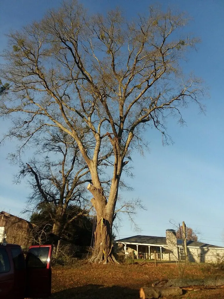 Affordable residential landscaping for residential properties across Palestine, TX - Lawnboyz