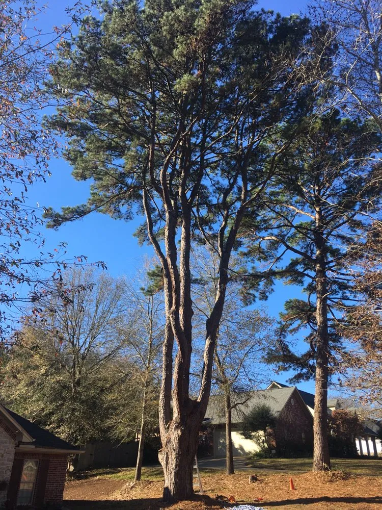 Trusted residential landscaping in Palestine, TX by Lawnboyz