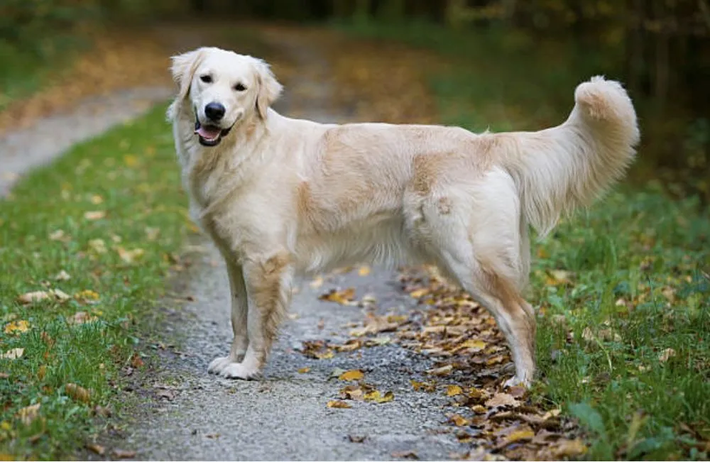 Custom outdoor landscaping in Felton, DE by Lawncare Angels