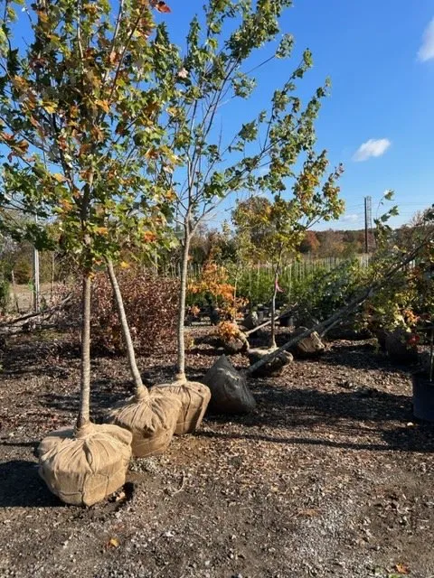 Affordable residential landscaping near you across Felton, DE - Lawncare Angels