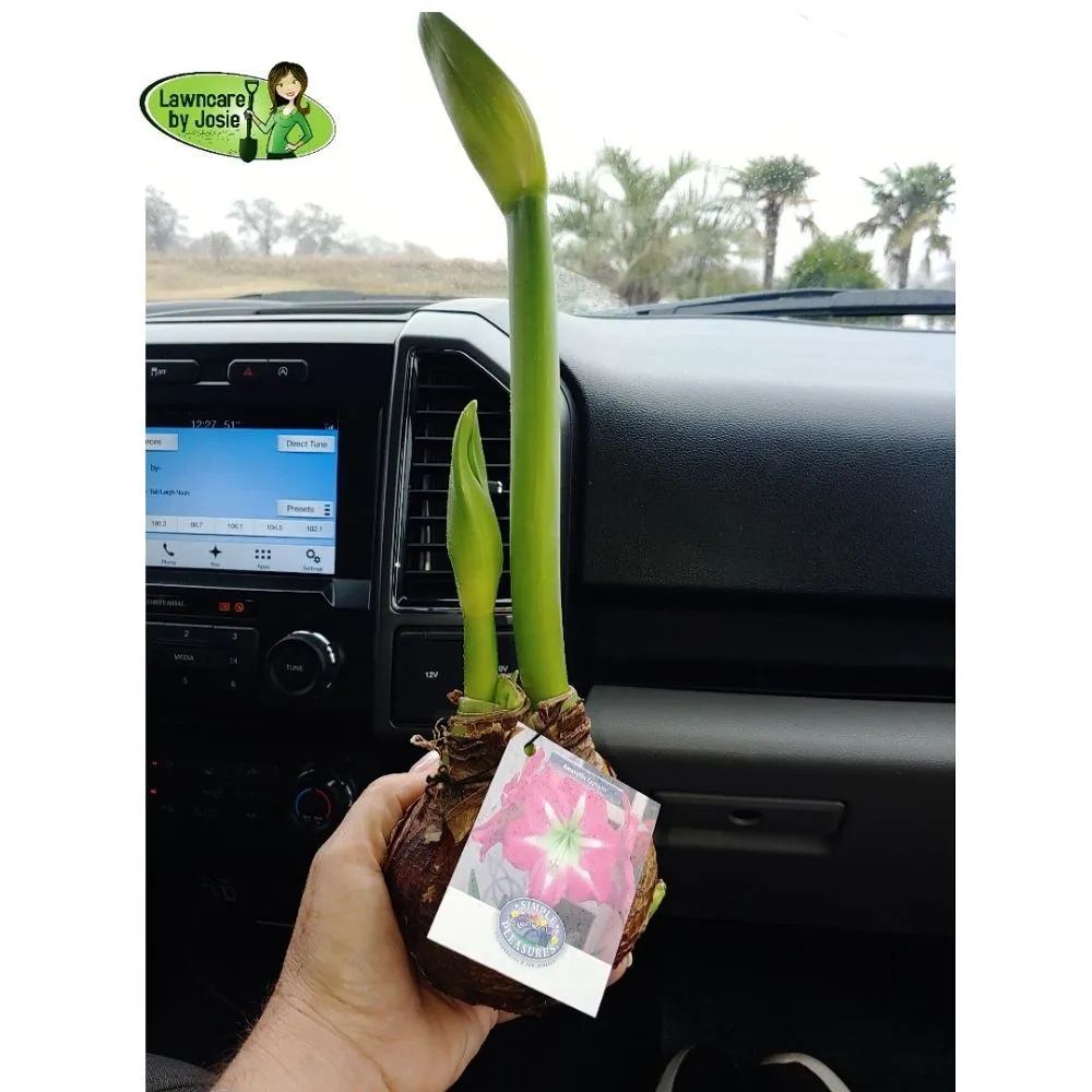 Trusted garden landscaping in Carrollton, TX - Lawncare by Josie