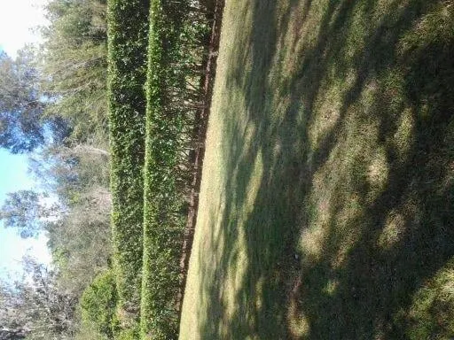 Top-rated yard cleanup service with custom design across Floral City, FL - Lawncare-N-More