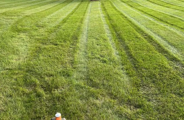 Lawncare Specialists Mowing Logo