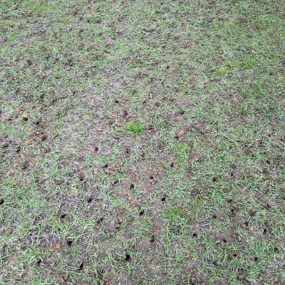 Reliable garden landscaping in Richmond, KY by LawnCat