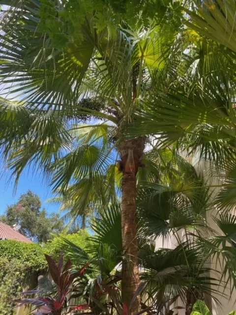 Local garden landscaping in Southwest Ranches, FL by Lawncierge