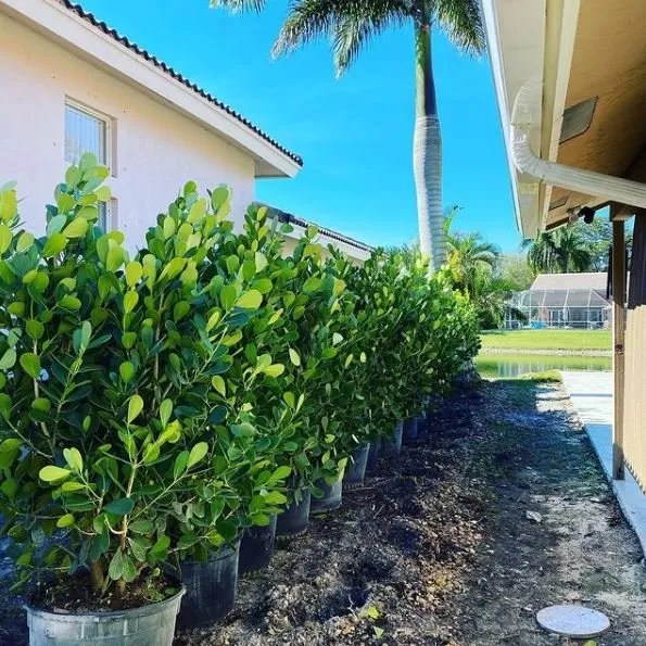 Top-rated outdoor landscaping in Southwest Ranches, FL - Lawncierge