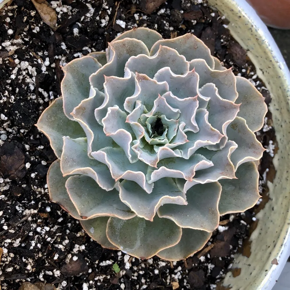 Custom lawn care service experts serving Southwest Ranches, FL - Lawncierge