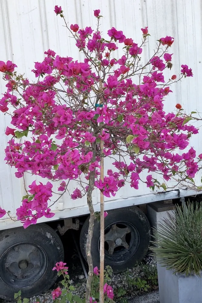 Local lawn mowing service in Southwest Ranches, FL by Lawncierge